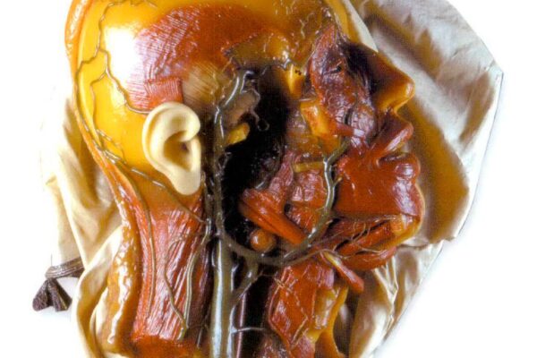 anatomia-3