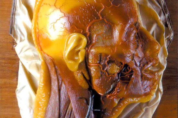 anatomia-5